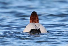 Canvasback